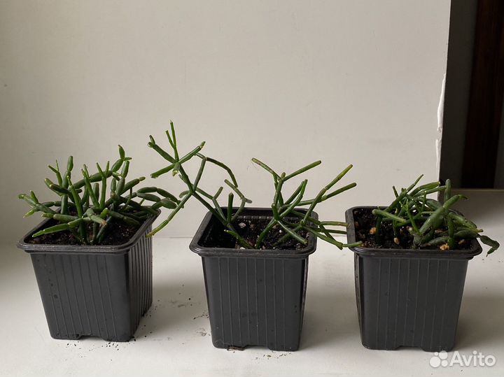 Хатиора суккулент