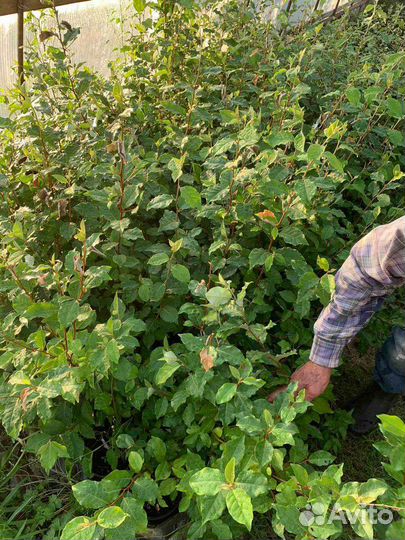 Кустарники гумми