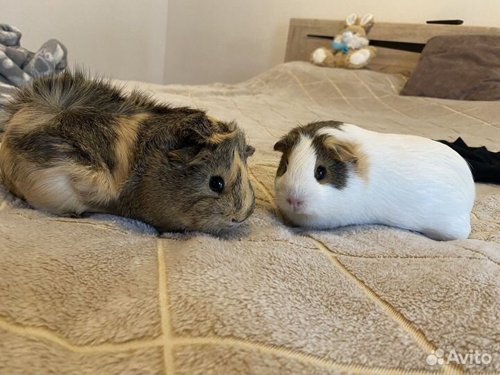 Морские свинки