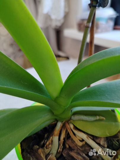 Орхидея фаленопсис