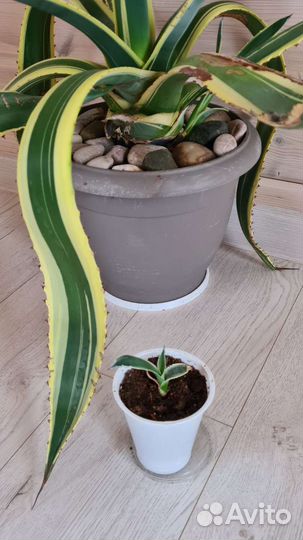 Агава пестролистная