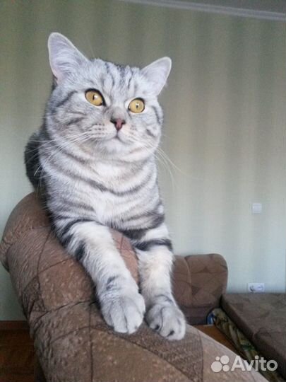 Вязка.Шотландский Скоттиш страйт