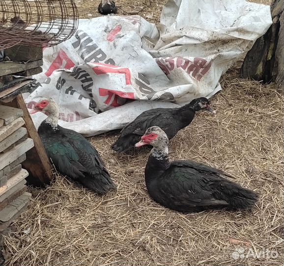 Мускусные утки