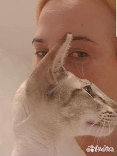 Передержка, домашняя зоогостиница, зооняня