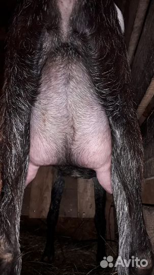 Козлёнок на племя