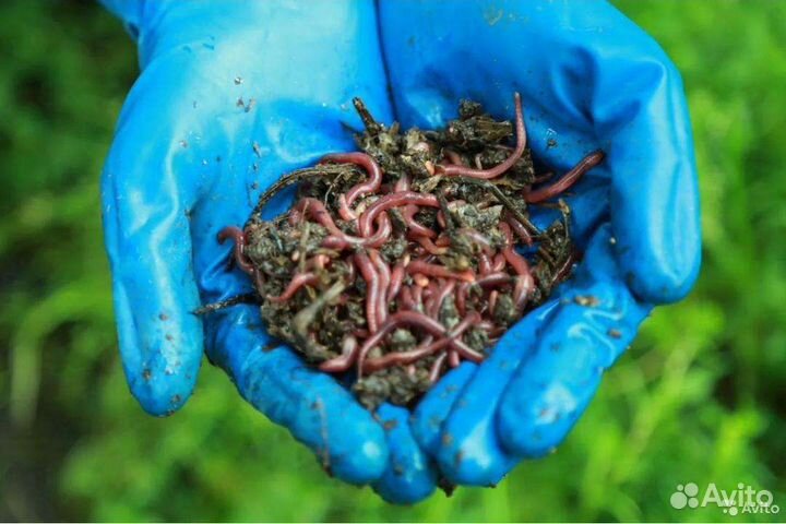 Черви для рыбалки