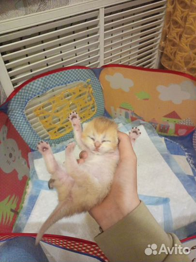 Шотландские котята