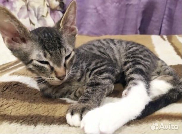 Котята