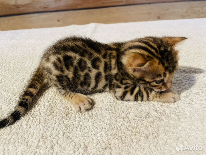 Бенгальские котята с документами