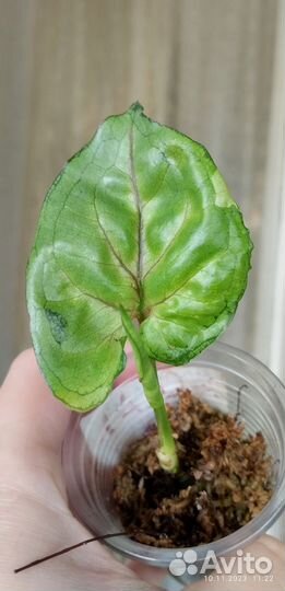 Сингониумы