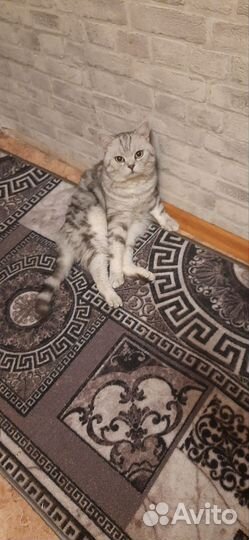 Шотландский кот вязка