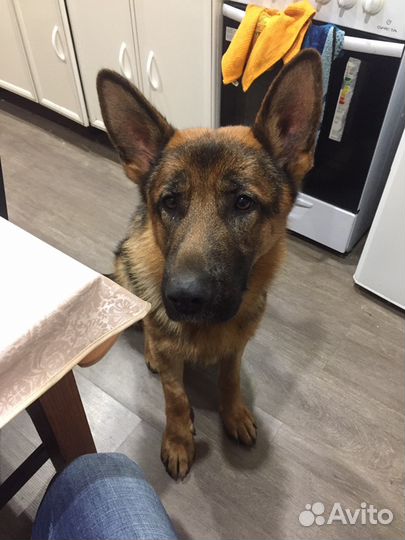 Кобель немецкая овчарка на вязку