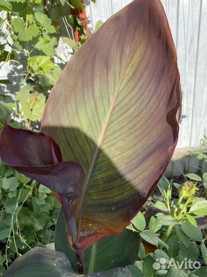 Клубни канны