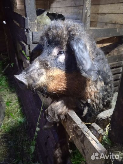 Венгерская мангалица