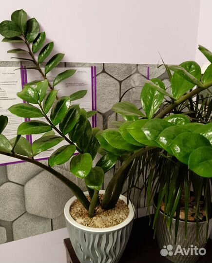 Растение Замиокулькас