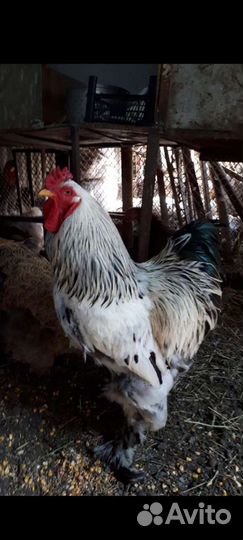 Петухи молодые