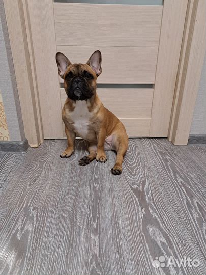 Французский бульдог