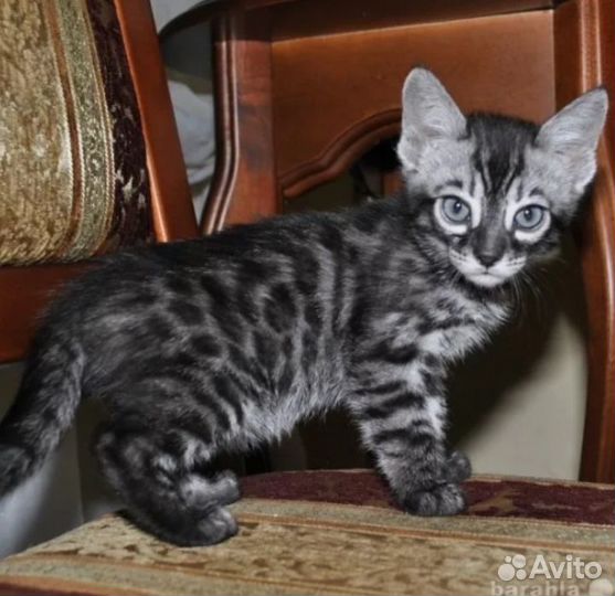 Бенгальская