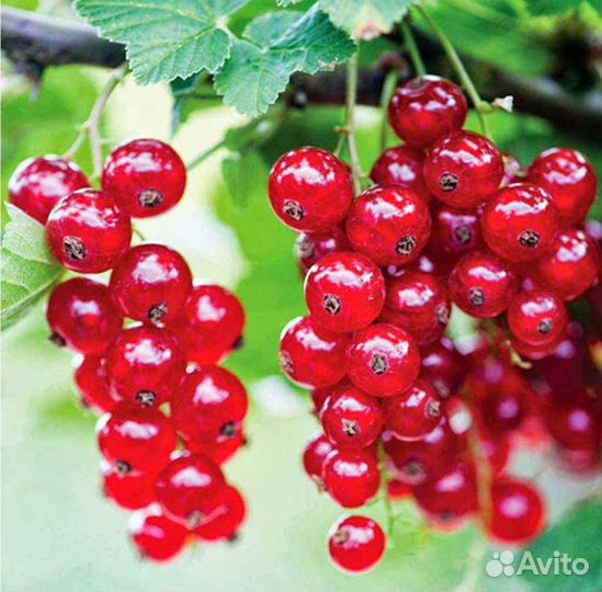 Смородина белая, красная, черная саженцы