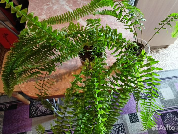 Папоротник нефролепис
