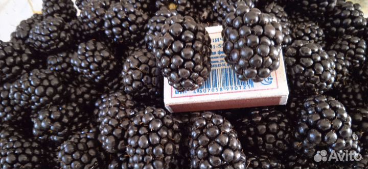 Саженцы ежевики бесшипной