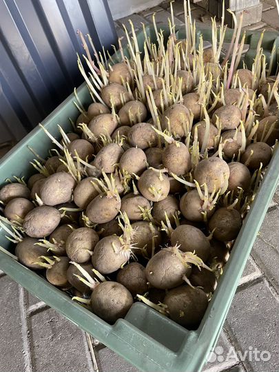 Семенной картофель гала