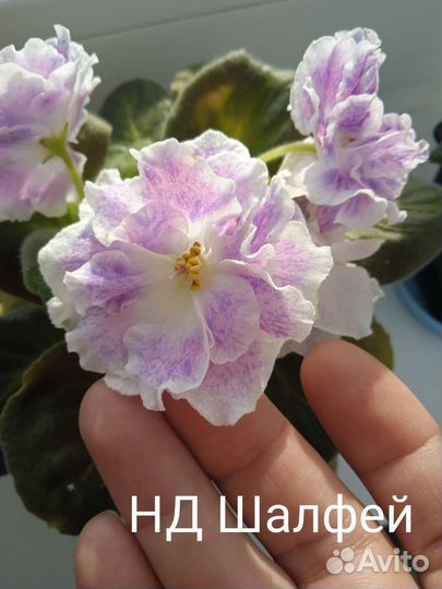 Детки фиалок