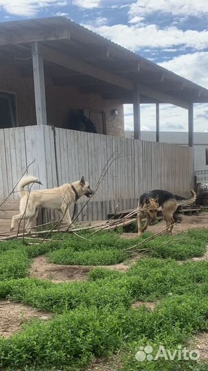 Собаки бесплатно в добрые руки