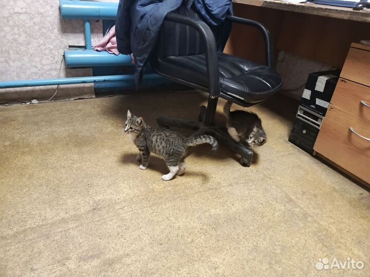 Котята в добрые руки
