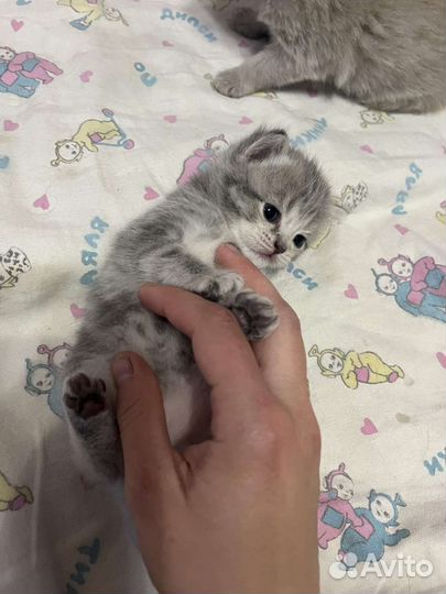 Шотландские прямоухие котята