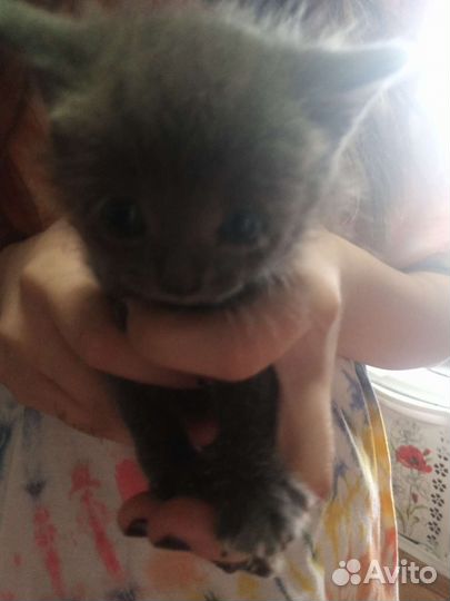 Котята от британской Вислоухой кошки