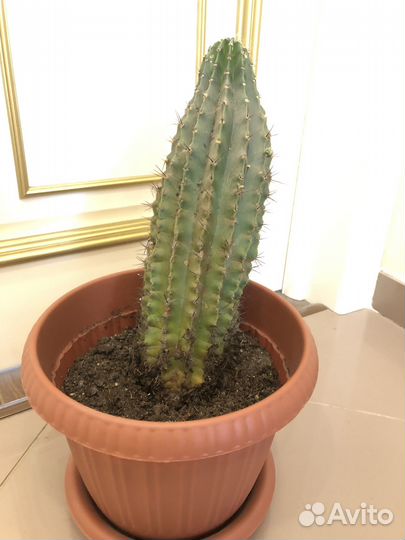 Большой кактус