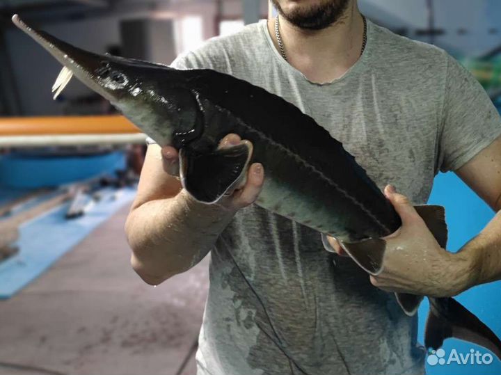 Царская рыба