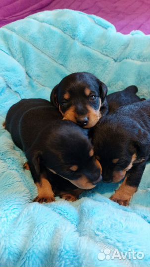 Щенки ягдтерьера