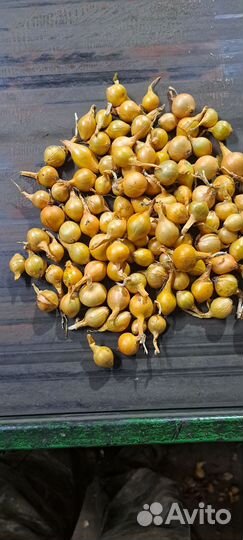 Лук севок оптом