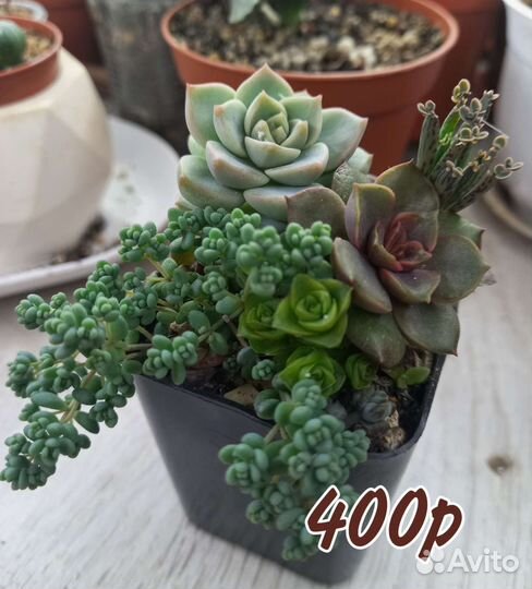 Суккуленты, Мини садик, Крассулы