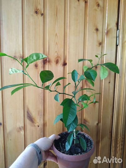 Мандариновое дерево