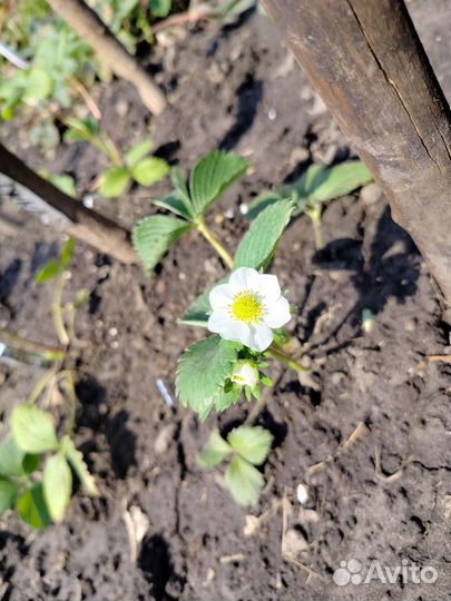 Рассада клубники, семена клубники