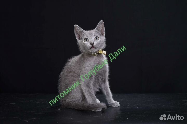 Русская Голубая котята