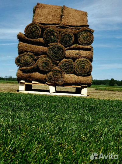 Рулонный газон 