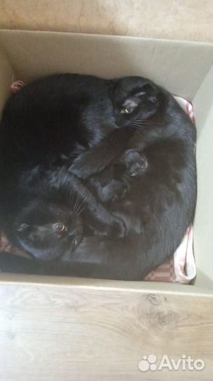 Шотландские котята черные