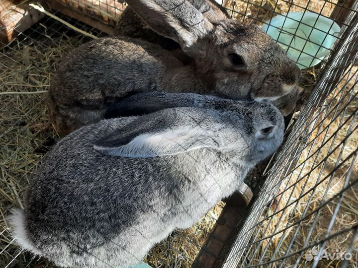 Кролики мясных пород