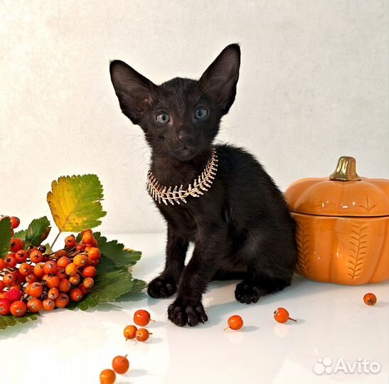 Ориентальные котята