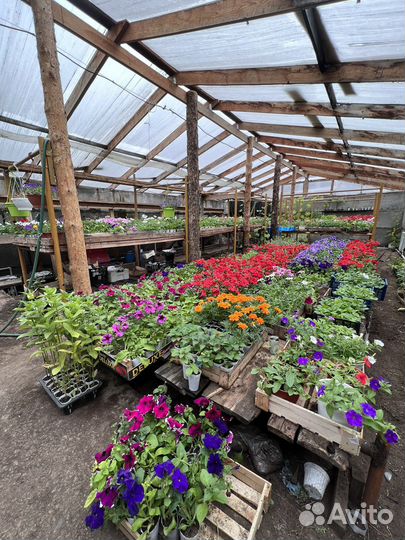 Рассада однолетних цветов и овощей