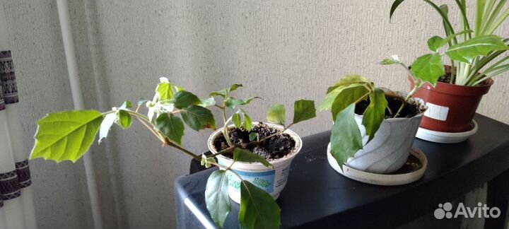 Циссус. Берёзка