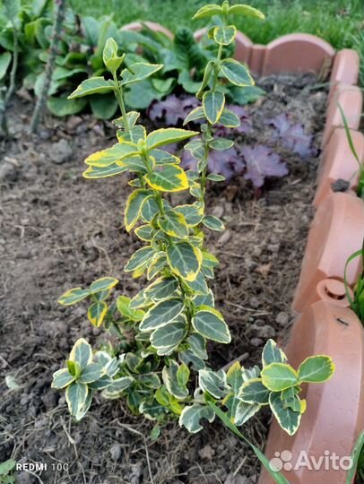 Многолетники садовые растения