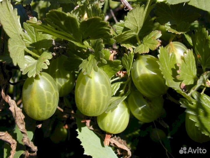 Саженцы крыжовника Зеленый Изумруд