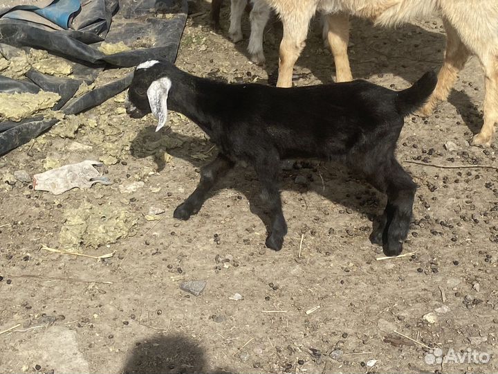 Коза, козёл, козлики Нубийские