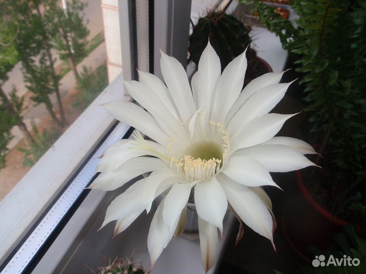 Детки цветущего кактуса Эхинопсис