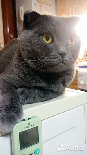 Передержка кошек